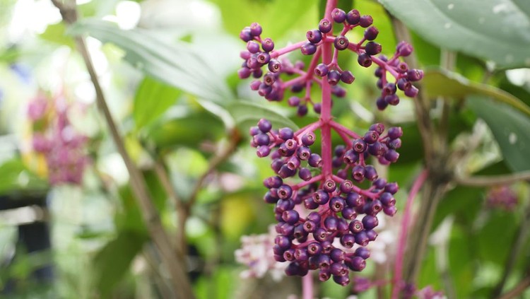 Buah Parijoto