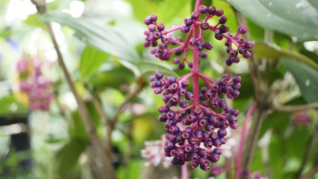 Cara Mudah Konsumsi Buah Parijoto untuk Program Hamil