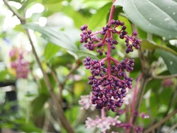 6 Khasiat Parijoto, Buah Khas Gunung Muria yang Bisa Cegah Diabetes-Kanker