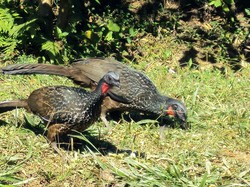 Bukan dari Luwak, Kopi Mahal Ini Diproduksi dari Kotoran Burung Jacu