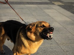 Komnas HAM Desak Majikan Paksa ART Makan Kotoran Anjing di Kepri Dihukum Berat