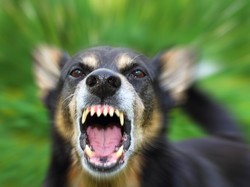 Mengenali Ciri-ciri Anjing Rabies dari Tingkahnya