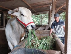 Duduk Perkara Kasno yang Sempat Protes, Kini Sapinya Jadi Dibeli Jokowi