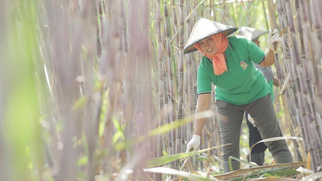 RI Bisa Swasembada Gula Konsumsi Tahun Depan? Petani Tebu Bilang Gini