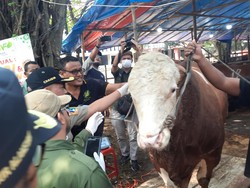 Jelang Idul Adha, Pemkot Jakpus Periksa 261 Hewan Kurban di Kemayoran