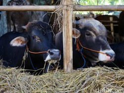 Hewan Kurban Nggak Laku Dijual? Tenang, BUMN Ini Siap Tampung