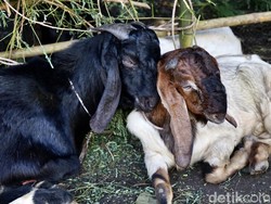 Kurban Kambing untuk Berapa Orang? Ini Penjelasan Ulama