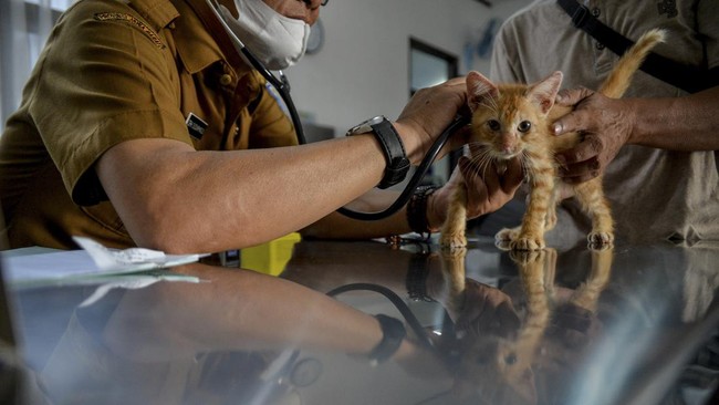 FOTO: Permintaan Vaksin Rabies Anabul Meningkat