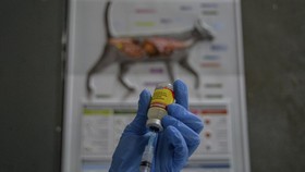 Gubernur Bali Targetkan 2024 Tidak Ada yang Meninggal Akibat Rabies