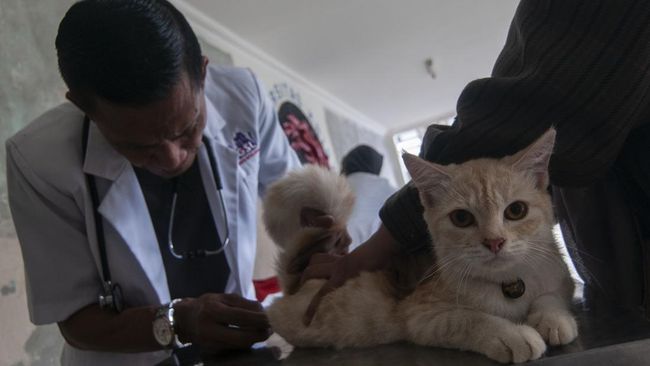 Dokter hewan memeriksa kondisi kesehatan seekor kucing.