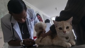 Hasil Investigasi 26 Kucing Mati Mendadak di Sunter: Negatif Rabies