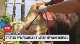 VIDEO: Aturan Pembuangan Limbah Hewan Kurban