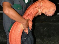 Diburu untuk Dimasak, Amfibi Terbesar di Dunia Terancam Punah