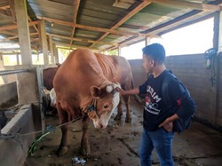 Jokowi Beli Sapi Rp 135 Juta Berbobot 1 Ton untuk Kurban di NTB