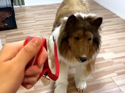 Pria yang Jadi Anjing Sedih gegara Difitnah