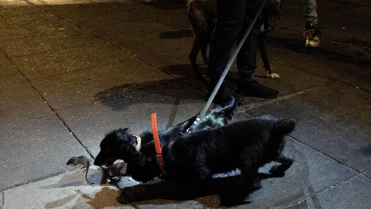 FOTO: Kota Washington Kirim Anjing Pemburu Basmi Hama Tikus