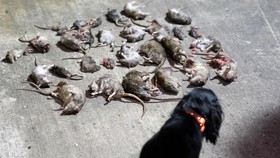 FOTO: Kota Washington Kirim Anjing Pemburu Basmi Hama Tikus