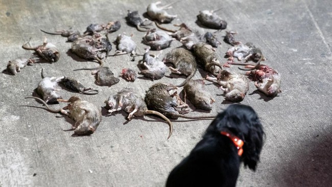Tikus-tikus di kantor polisi New Orleans, Louisiana, Amerika Serikat, bikin geger usai teler karena makan ganja yang disimpan sebagai barang bukti kepolisian.
