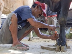 Jasa Salon Sapi di Klaten Panen Order Jelang Hari Raya Kurban