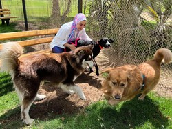 Bisakah Anjing Bertahan Hidup Tanpa Manusia? Begini Penjelasan Pakar