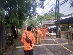 Pohon Tumbang Timpa Kabel di Pejaten Jaksel, Lalin Sempat Terganggu