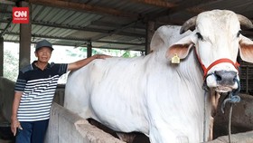 VIDEO: Kasno Tuntut Kejelasan Usai Sapi Cacat dan Batal Dibeli Jokowi