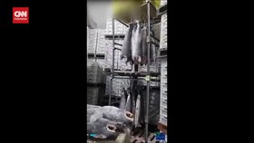 VIDEO: Brasil Ungkap Sindikat Sirip Hiu Ilegal Terbesar Dunia