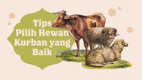INFOGRAFIS: Tips Memilih Hewan Kurban yang Sehat