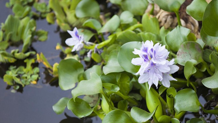 Eichornia crassipes is an aquatic plant also known as