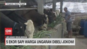 VIDEO: Lima Ekor Sapi Milik Warga Ungaran Dibeli Joko Widodo
