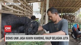 VIDEO: Bisnis Unik Jasa Kawin Kambing, Raup Belasan Juta