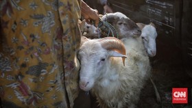 Syarat Memilih Hewan Kurban yang Wajib Dipenuhi Sesuai Syariat Islam
