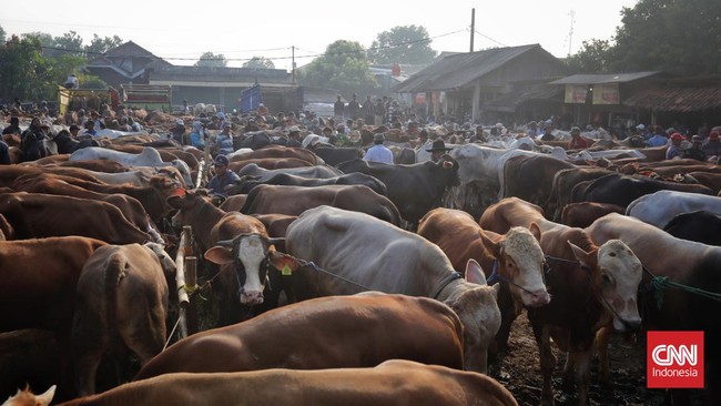 Meski resmi merayakan Idul Adha pada Rabu (28/6), namun Muhammadiyah mengimbau warganya untuk melaksanakan penyembelihan hewan kurban pada Kamis (29/6).