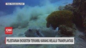 VIDEO: Pelestarian Ekosistem Terumbu Karang Melalui Transplantasi