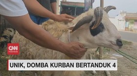 VIDEO: Unik, Domba Kurban Bertanduk 4, Sapi Kurban Dipijat