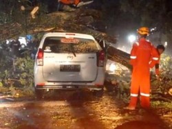 Pemkot Palopo Didenda Rp 53 Juta gegara Pohon Tumbang Timpa Mobil Warga