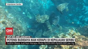 VIDEO: Potensi Budidaya Ikan Kerapu & Udang Vaname di Kepulauan Seribu