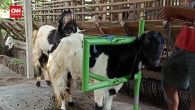 VIDEO: Jasa Kawin Kambing, Eks Kuli Bangunan Dapat Cuan Belasan Juta