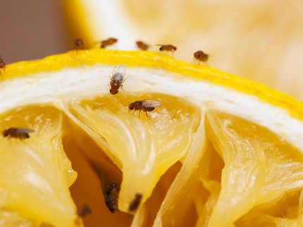 7 Tips & Cara Mengusir Lalat dengan Bahan Alami, Tanam Cabai hingga Semprot Jahe