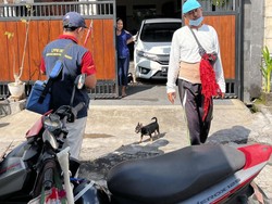 29 Desa di Gianyar Zona Merah Rabies, Termasuk Ubud