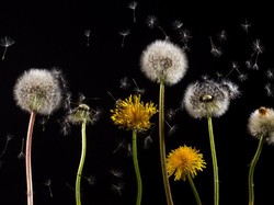 6 Makna Unik dari Bunga Dandelion, Ketahanan hingga Kehangatan