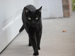 Apa Arti Kucing Datang ke Rumah dalam Islam? Simak Penjelasan Ini