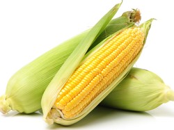 Bukan Kebetulan! Ini Fakta di Balik Jumlah Baris Biji Jagung yang Genap