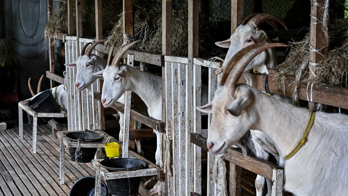 FOTO: Menengok Pembuatan Keju Asli Thailand