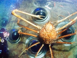 Kepiting Pemegang Rekor Dunia