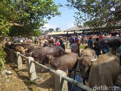 Pasok Kerbau Kurban ke Kudus, Pedagang Hewan di Muntilan Panen Cuan