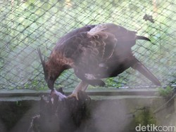 Sengsaranya Elang Akibat Ulah Manusia