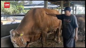 VIDEO: Jokowi Sumbang Sapi Kurban Iduladha Untuk 38 Provinsi