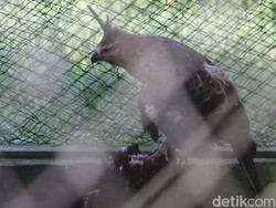Hulu DAS Citarum Jadi Tempat Favorit Elang