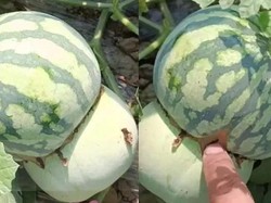 Petani China Hasilkan Buah Setengah Melon Setengah Semangka